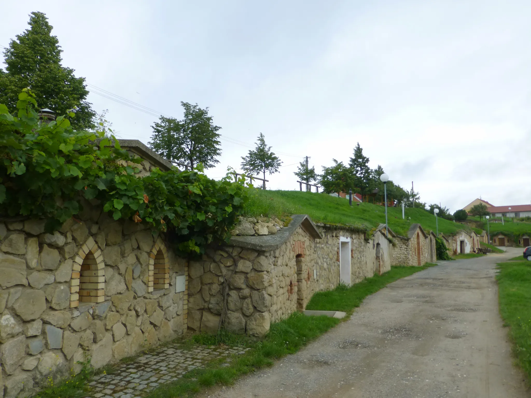 Vinohrady ve Vrbici s panoramatem obce